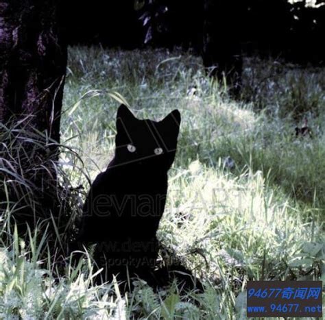 黑猫辟邪|黑猫到底是辟邪还是招邪，有人下了定论，还是专门研究过